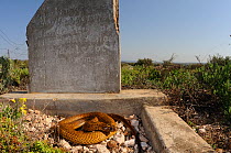 Cape Cobra (Naja nivea) coiled up, sun basking in old grave. Oudtshoorn, Little Karoo, South Africa, July 2010