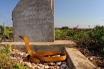 Cape Cobra (Naja nivea) alert male hooding at old grave. Oudtshoorn, Little Karoo, South Africa