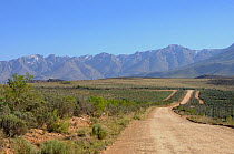 Road running through a rural landscape, in the foothills Swartberg Mountains. Little Karoo, South Africa, July 2010