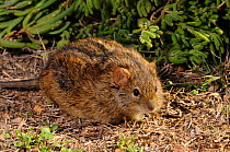 Four-striped mouse (Rhabdomys pumilio) portrait, sitting on ground, Volmoed, Little Karoo, South Africa, July