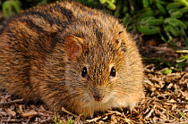 Four-striped mouse (Rhabdomys pumilio) portrait, sitting on ground, Volmoed, Little Karoo, South Africa, July
