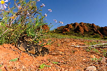 Puff Adder (Bitis arietans) immature male basking under vegetation 'mosaic basking'. Redstone Hills, Calidzdorp, Little Karoo, South Africa, July