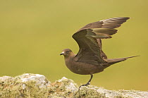 Arctic Skua (Stercorarius parasiticus) adult prepares to take flight from a lichen covered wall. Shetland Islands, Scotland, UK, July  (non-ex)
