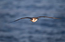 Arctic Skua (Stercorarius parasiticus) pale morph in flight. Shetland Islands, Scotland, UK, July.   (non-ex)