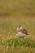 Arctic Skua (Stercorarius parasiticus) A pale morph adult perched on the ground during a rain shower. Shetland Islands, Scotland, UK, July. (non-ex)