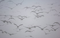 Barnacle geese (Branta leucopsis) flock flying in dense winter fog. Dumfries and Galloway, Scotland, UK, January (non-ex)