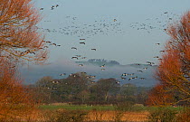 Barnacle geese (Branta leucopsis) flock of geese, framed between two trees, in flight over coastal farmland. Dumfries and Galloway, Scotland, UK, December (non-ex)