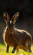 Brown hare (Lepus europaeus) portrait of an alert adult, backlit by morning light. Derbyshire, UK, March (non-ex)