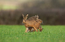 Brown hare (Lepus europaeus) female repels the  advances of a male. Derbyshire, UK, March (non-ex)