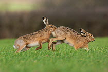 Brown hare (Lepus europaeus) male pursuing female, in courtship chase, Derbyshire, UK, March.  (non-ex)