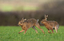 Brown hare (Lepus europaeus) male pursuing female, in courtship chase, Derbyshire, UK, March.~ (non-ex)