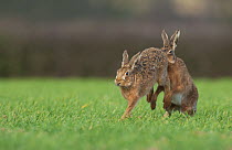 Brown hare (Lepus europaeus) male pursuing female, in courtship chase, Derbyshire, UK, March.~ (non-ex)