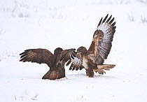 Buzzard (Buteo buteo) pair fighting in a snow covered field. Mid Wales, UK, December.~ (non-ex)