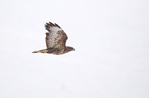Buzzard (Buteo buteo) in flight over snow covered fields. Mid Wales, UK, December.  (non-ex)