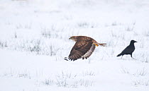 Buzzard (Buteo buteo) in flight over a snow covered field, with Rook (Corvus frugilegus) in background. Mid Wales, UK, January (non-ex)