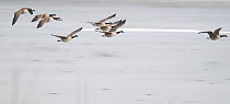 Canada geese (Branta canadensis) small flock in flight over a frozen lake. Derbyshire, UK, February (non-ex)