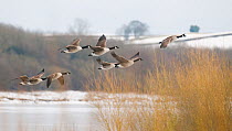Canada geese (Branta canadensis) small flock in flight over a frozen lake. Derbyshire, UK, February (non-ex)