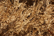 Common reeds (Phragmites australis) blowing in the wind, Hackney marshes, London, England, UK  (non-ex)