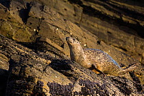 Common seal (Phoca vitulina) camouflaged against coastal rocks, Shetland Islands, Scotland, UK, June (non-ex)