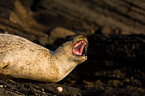 Common seal (Phoca vitulina) pale coloured adult yawning whilst resting on coastal rocks, Shetland Islands, Scotland, UK, June  (non-ex)