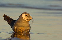 Common Seal (Phoca vitulina) portrait laying on shoreline of a beach at dawn. Lincolnshire, UK, December (non-ex)