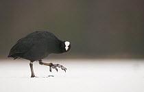 Coot (Fulica atra) portrait, revealing the size of its enormous feet as it crosses a frozen lake. Derbyshire, UK, January (non-ex) Highly commended in the Portfolio category of the BWPA Competition 20...