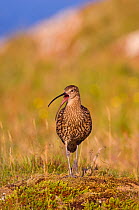 Curlew (Numenius arquata) calling, and standing in coastal meadowland, in evening light. Shetland Islands, Scotland, UK, July  (non-ex)