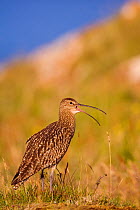 Curlew (Numenius arquata) calling, and standing in coastal meadowland, in evening light. Shetland Islands, Scotland, UK, July~ (non-ex)