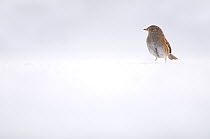 Dunnock (Prunella modularis) perched on snow covered ground. Derbyshire, UK. January. (non-ex)
