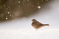 Dunnock (Prunella modularis) perched on snow covered ground, during blizzard, Derbyshire, UK. January. (non-ex)
