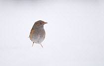 Dunnock (Prunella modularis) perched on snow covered ground. Derbyshire, UK. January (non-ex)