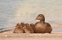 Eider female (Somateria mollissima) with five ducklings resting on a harbour slipway  Shetland Islands, Scotland, UK, July.   (non-ex)
