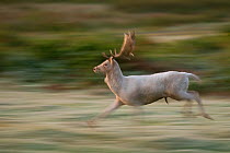 Fallow deer (Dama dama) white stag running during the half light before dawn. Leicestershire, UK. December (non-ex)