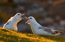 Two Fulmars (Fulmarus glacialis) backlit by evening light, displaying. Monach Islands, Outer Hebrides, Scotland, UK, May (non-ex)