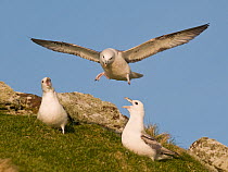 Pair of Fulmars (Fulmarus glacialis) displaying with cackling calls as another hovers above. May.~Monach Islands, Outer Hebrides, UK~ (non-ex)