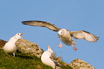Pair of Fulmars (Fulmarus glacialis) displaying with cackling calls as another hovers above. May. Monach Islands, Outer Hebrides, UK  (non-ex)