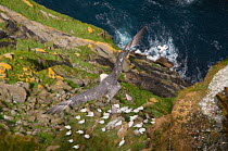Fulmar (Fulmarus glacialis) in flight, with  view straight down a precipitous cliff face, and resting Northern Gannets (Morus bassanus) Shetland Islands, Scotland, UK, May (non-ex)