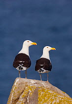 Pair of Great black-backed gull (Larus marinus) perched on a cliff top rock. Saltee Islands, Republic of Ireland, May (non-ex)
