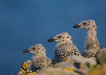Three Great black-backed gull chicks (Larus marinus) at their nest site. Shetland Islands, Scotland, UK, July~ (non-ex)