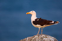 Great black-backed gull (Larus marinus) perched on a cliff top rock in evening light. Saltee Islands, Republic of Ireland, May (non-ex)