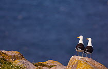 Great black-backed gull (Larus marinus) perched on a cliff top rock. Saltee Islands, Republic of Ireland, May (non-ex)