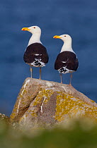 Pair of Great black-backed gull (Larus marinus) perched on a cliff top rock. Saltee Islands, Republic of Ireland, May (non-ex)