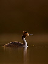 Great Crested Grebe (Podiceps cristatus) on water,  backlit in evening sunlight. Derbyshire, UK, March  (non-ex)