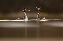 Pair of Great Crested Grebes (Podiceps cristatus) during their elaborate courtship dance. March. Derbyshire, UK, March (non-ex)