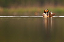 Great Crested Grebe (Podiceps cristatus) on water, in an aggressive posture in a display of dominance over territory. Derbyshire, UK, May (non-ex)