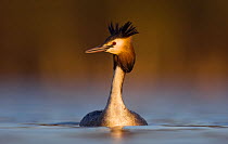 Great Crested Grebe (Podiceps cristatus) portrait on water with crest erect, in evening light Derbyshire, UK, March  (non-ex)