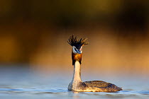 Great Crested Grebe (Podiceps cristatus) on water  with crest erect. Derbyshire, UK, March.  (non-ex)
