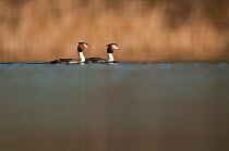 Pair of Great Crested Grebes (Podiceps cristatus) on lake at dawn. Derbyshire, UK, March (non-ex)