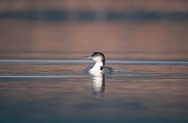 Great northern diver (Gavia immer) in winter plumage on a remote Scottish loch. Inner Hebrides, Scotland, UK, February (non-ex)
