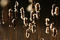 Greater Reedmace (Typha latifolia) growing on the margins of a Derbyshire lake, backlit by the setting sun. Derbyshire, UK, August. (non-ex)